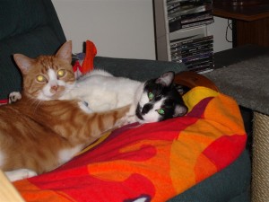 Freckles (left) and Capone (right) caught wrestling on their chair.