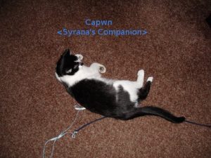 capwn-n-string-pet